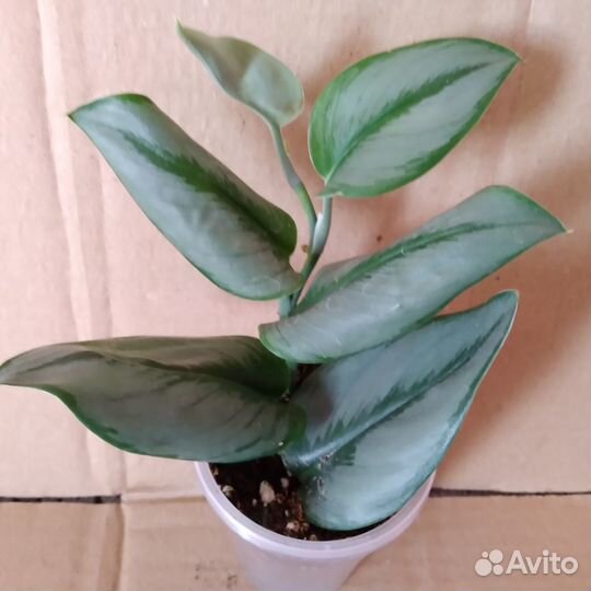 Сциндапсусы (эпипремнумы)