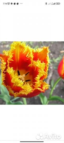 Луковицы тюльпанов