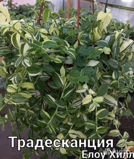 Цветы для дома