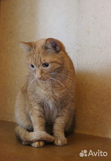 Кошка Веснушка