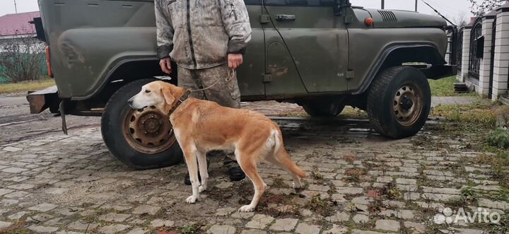 Русская гончая