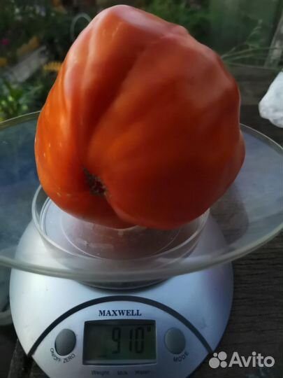 Продам семена томатов и перцев