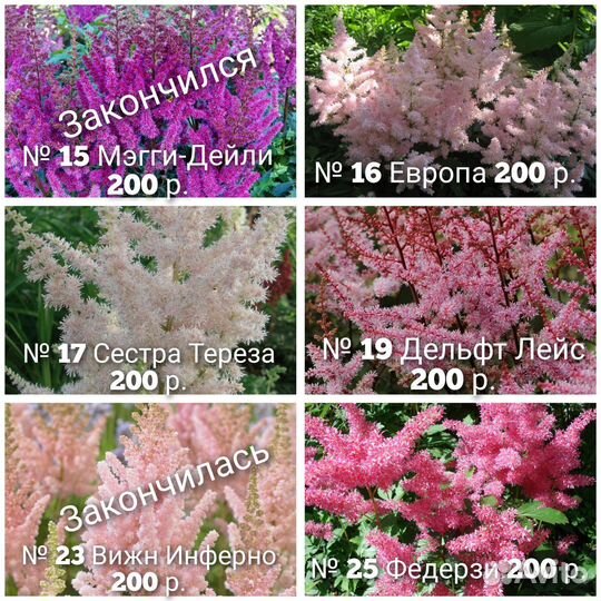N 2 Астильбы,примулы,молодило,дельфиниумы