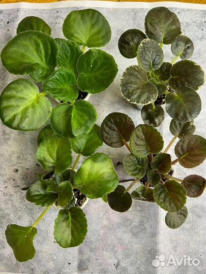 Детки и пасынки стандартных и миниатюрных Фиалок