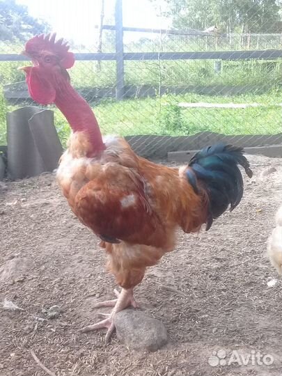 Голошеие: инкубационное яйцо