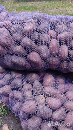 Продам картофель