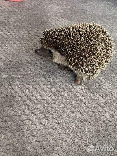 Африканский ежик