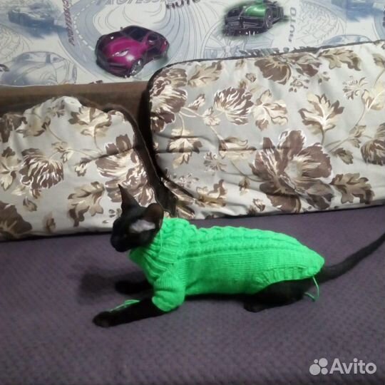 Одежда для домашних питомцев