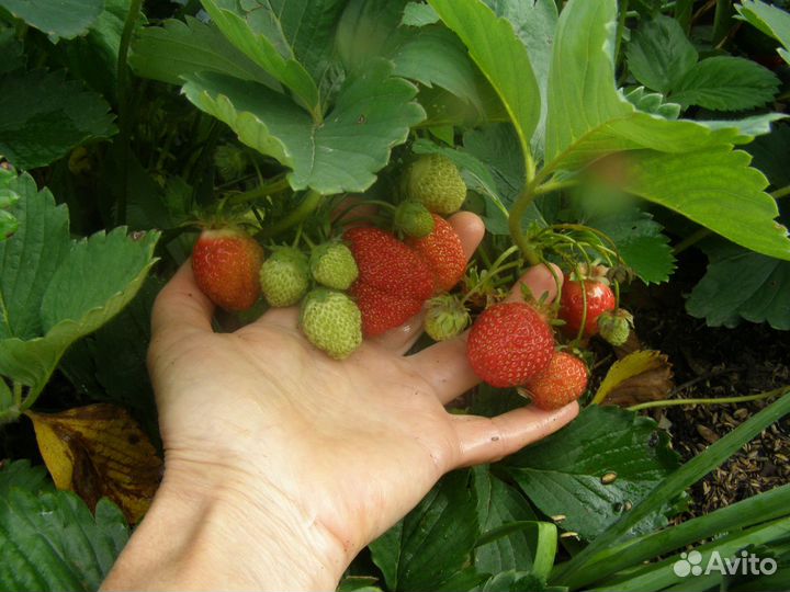 Рассада (усы) земляники (клубники)