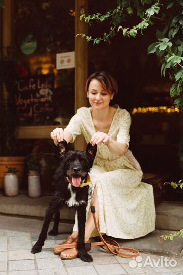 Дрессировка и воспитание собак и щенков. Кинолог