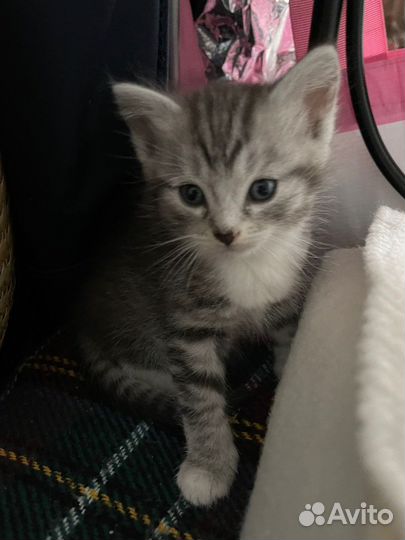 Котенок ищет дом