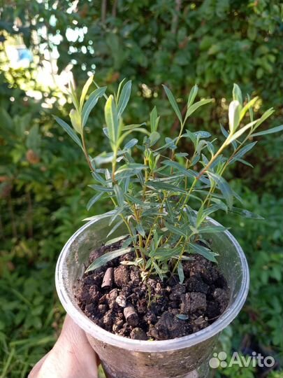 Ива пурпурная нана