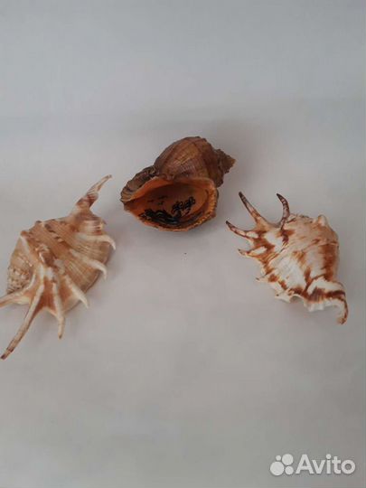 Разные сувениры с моря дельфины ракушки