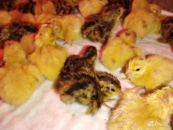 Перепела суточные