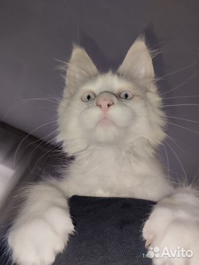 Котята мейн-кун