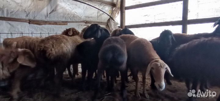 Бараны гиссарские