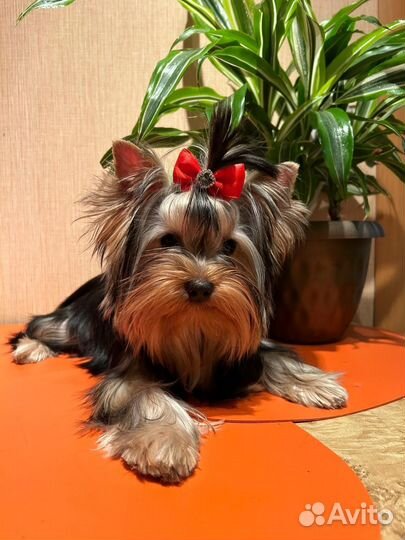 Йоркширский терьер