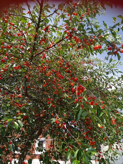 Черешня местная саженцы