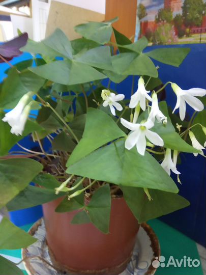 Комнатные цветы Кислица