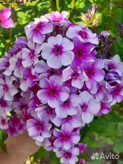 Флоксы метельчатые