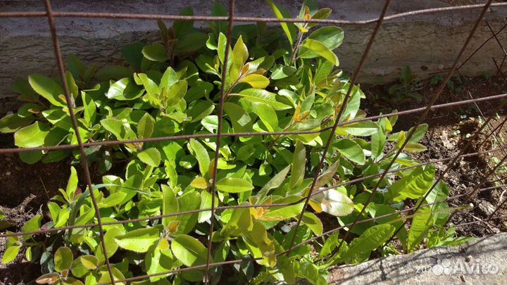 Саженцы земляничник мелкоплодный