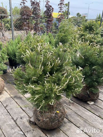 Сосна горная мугус 80-100см