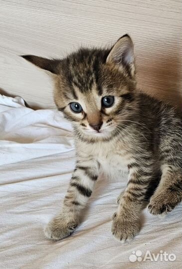 Бенгальская кошка