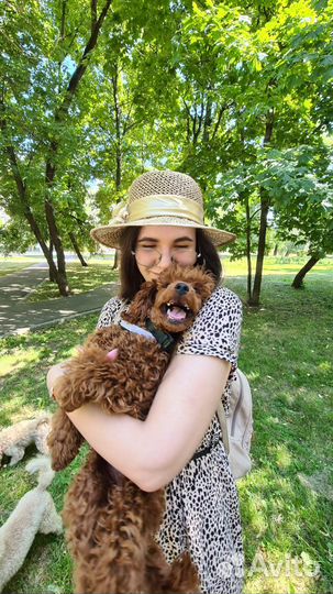 Зооняня/Передержка животных/Догситтер