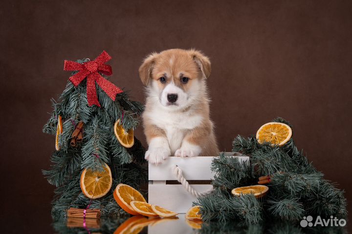 Вельш-корги щенки