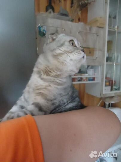 Вязка шотландский окрас вискас