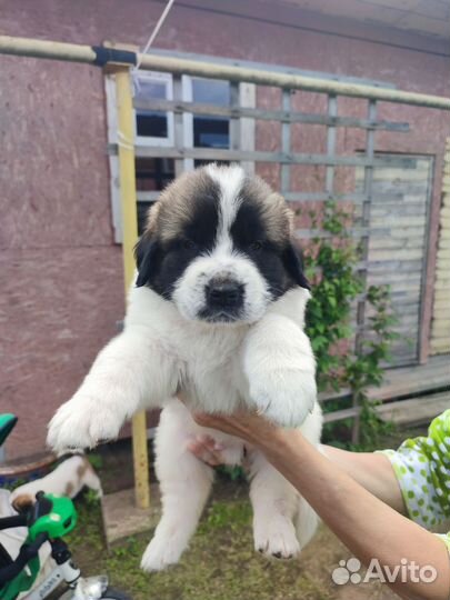 Щенки Московской сторожевой