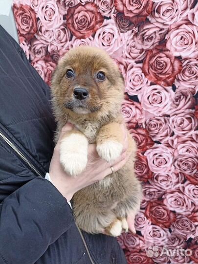 Обаятельные щенки ищут свою семью