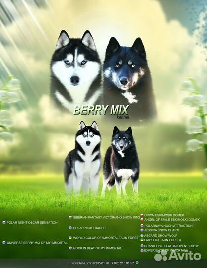 Щенок хаски