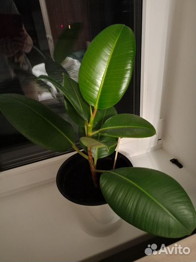 Фикус каучуконосный