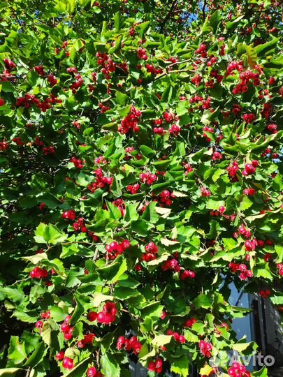 Боярышник ягоды