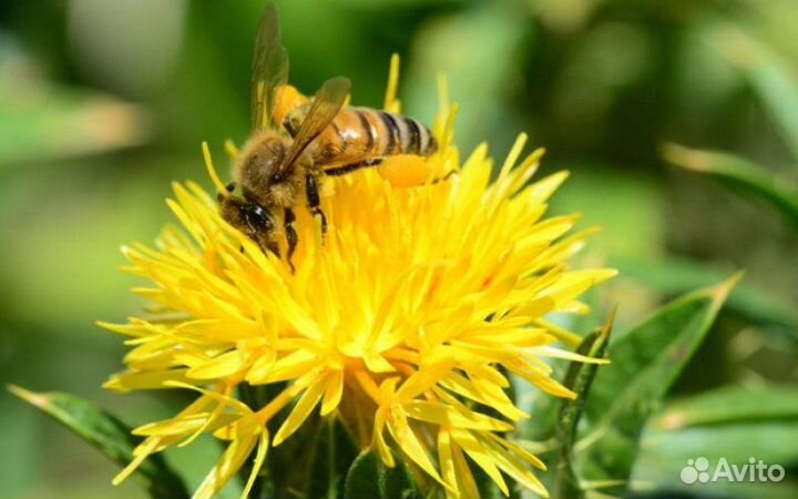 Мед сафлор 2023 с бесплатной доставкой