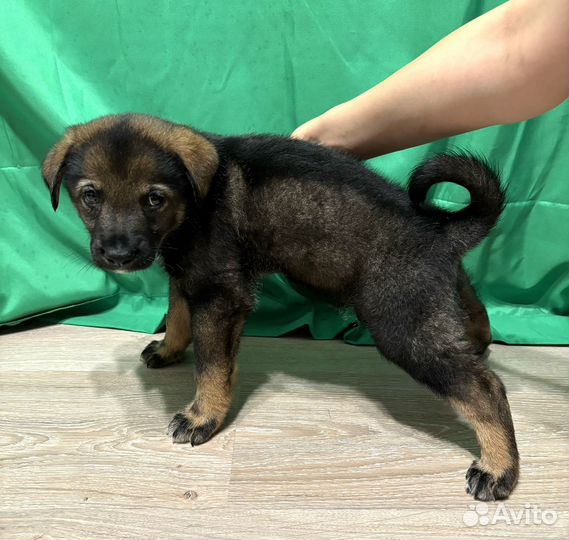 Щенок в добрые руки