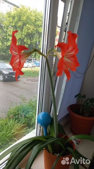 Гиппиаструм, аморалис, гипераструм