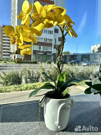 Орхидея для дома и офиса