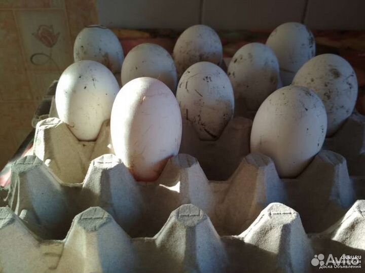 Инкубационное гусиные яйца
