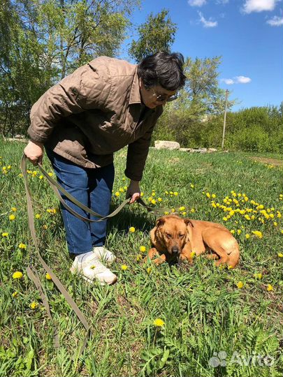 Собака Тибет в семью из приюта