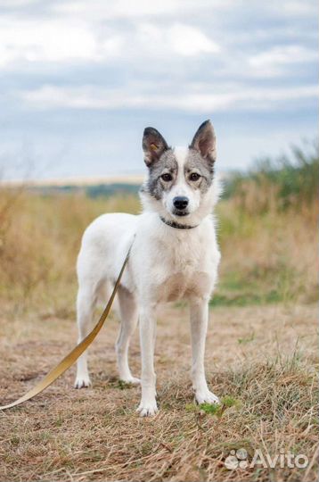 Небольшая собака из приюта в добрые руки бесплатно
