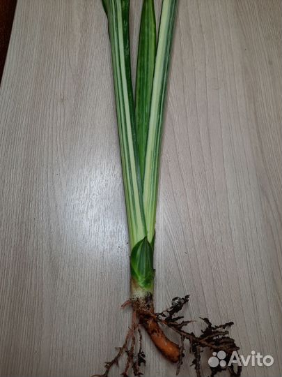 Сансевиерии сортовые