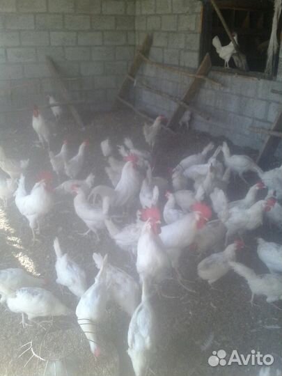 Инкубационное яйцо и циплята