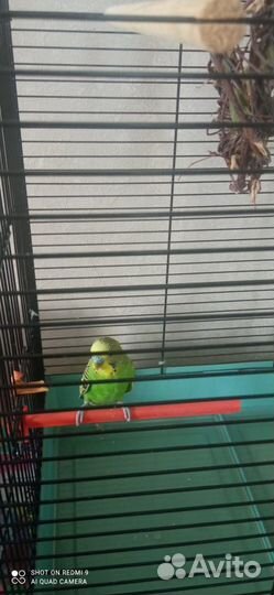 Волнистый попугай с клеткой