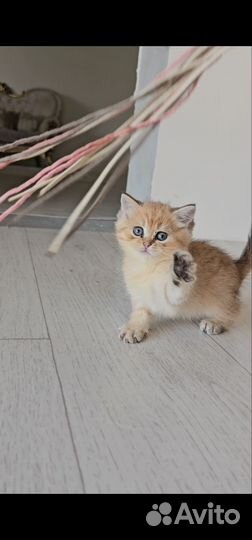Вислоухие котята