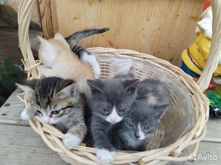 Котята в добрые руки
