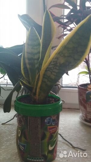 Сансевиерия или тещин язык