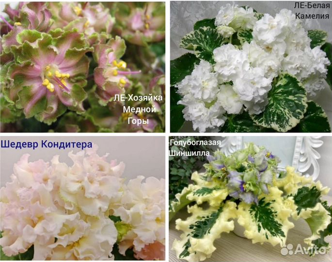 Фиалки листья