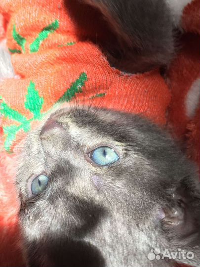 Котёнок